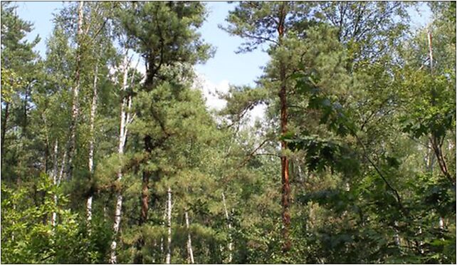 Pinus rigida and sylvestris Drewnica, Kroczewska, Warszawa 03-287 - Zdjęcia