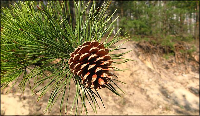 Pinus rigida cone 02, Wojdyńska, Warszawa 03-289 - Zdjęcia