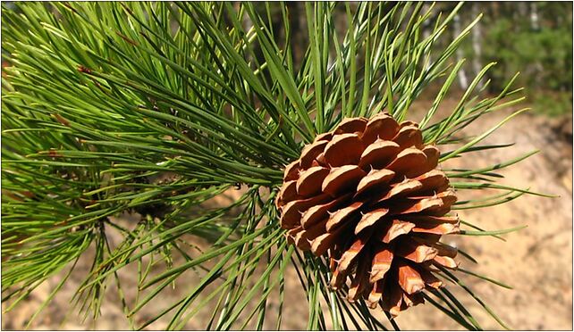 Pinus rigida cone Poland, Wojdyńska, Warszawa 03-289 - Zdjęcia