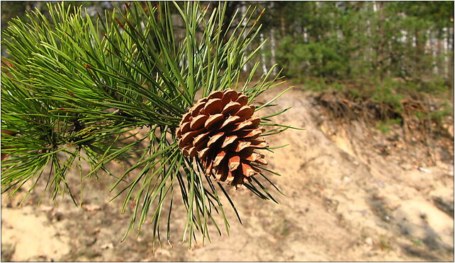 Pinus rigida cone and foliage, Wojdyńska, Warszawa 03-289 - Zdjęcia