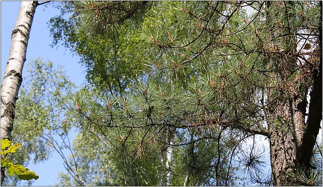 Pinus rigida foliage Drewnica, Kroczewska, Warszawa 03-287 - Zdjęcia