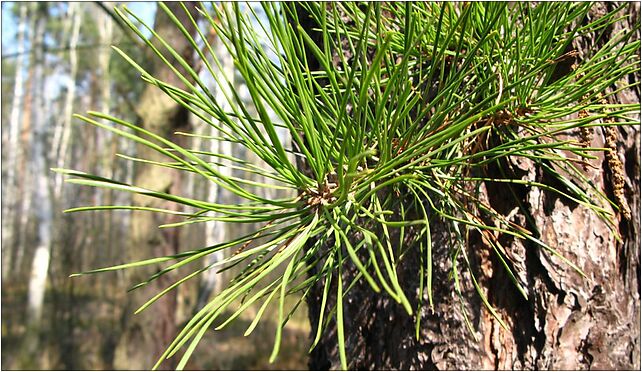 Pinus rigida foliage Poland, Kroczewska, Warszawa 03-287 - Zdjęcia