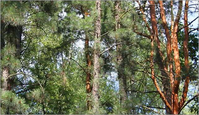 Pinus rigida trunk, Kroczewska, Warszawa 03-287 - Zdjęcia