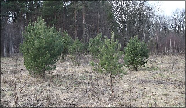 Pinus sylvestris Marki 2, Spacerowa 4a, Marki 05-270 - Zdjęcia