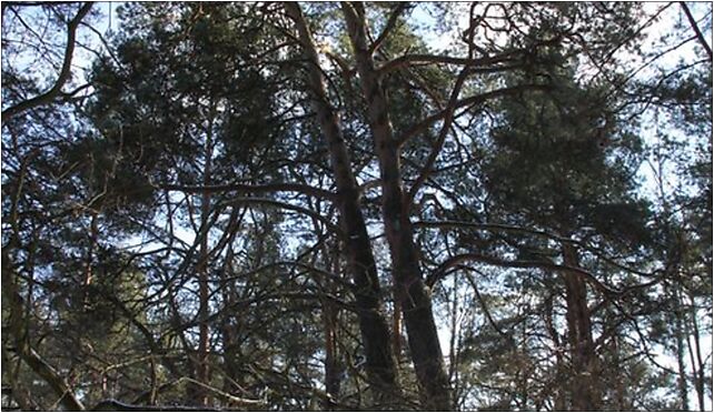Pinus sylvestris Marki 4, Spacerowa, Marki 05-270 - Zdjęcia