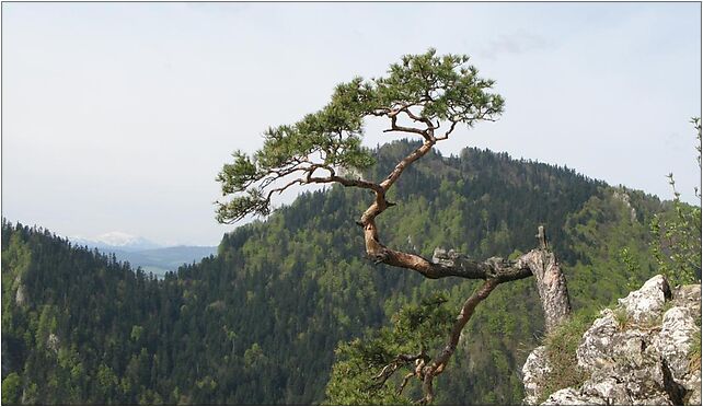 Pinus sylvestris Sokolica, Kras, Krościenko nad Dunajcem 34-450 - Zdjęcia
