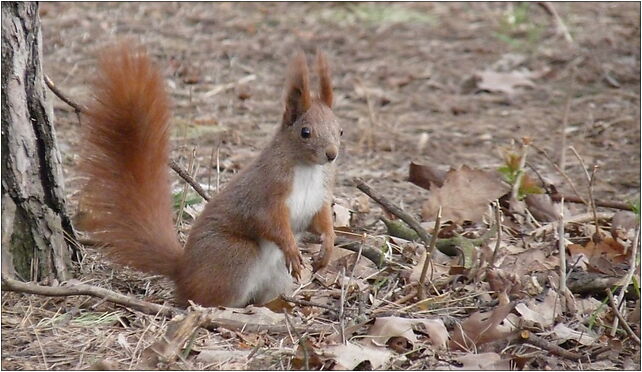 PL - Mielec - Sciurus vulgaris - Kroton 003, Mielec 39-300 - Zdjęcia