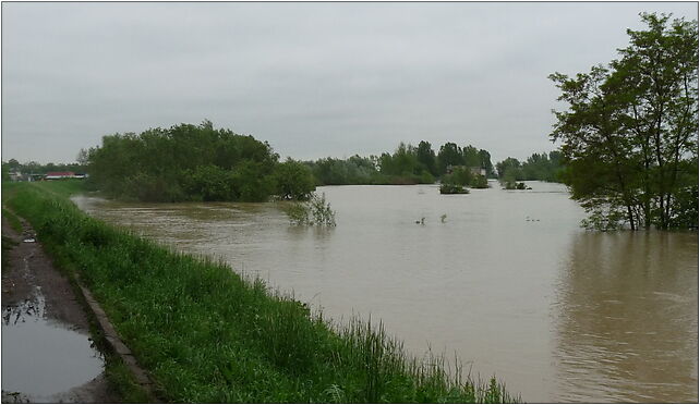 PL - Mielec - flood 2010 - Kroton 008, Połaniecka, Mielec 39-300 - Zdjęcia