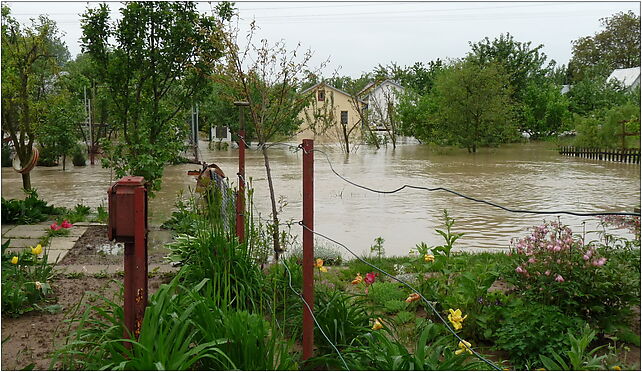 PL - Mielec - flood 2010 - Kroton 016, Teligi Leonida, Mielec 39-300 - Zdjęcia