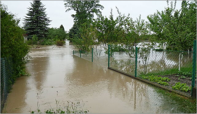 PL - Mielec - flood 2010 - Kroton 018, Teligi Leonida, Mielec 39-300 - Zdjęcia