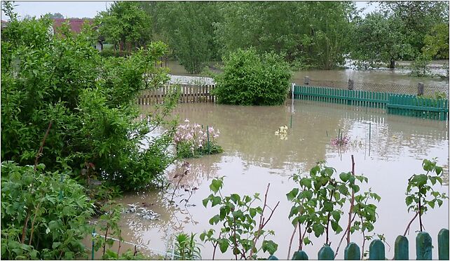 PL - Mielec - flood 2010 - Kroton 021, Teligi Leonida, Mielec 39-300 - Zdjęcia