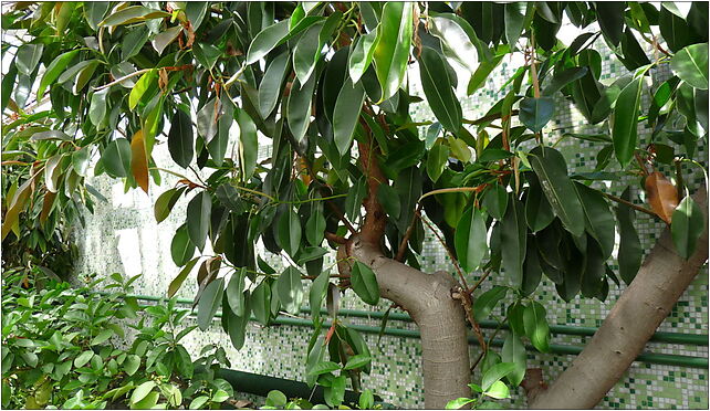 PL - Walbrzych - Palm House in Lubiechow - Kroton 008, Wrocławska 58-306 - Zdjęcia