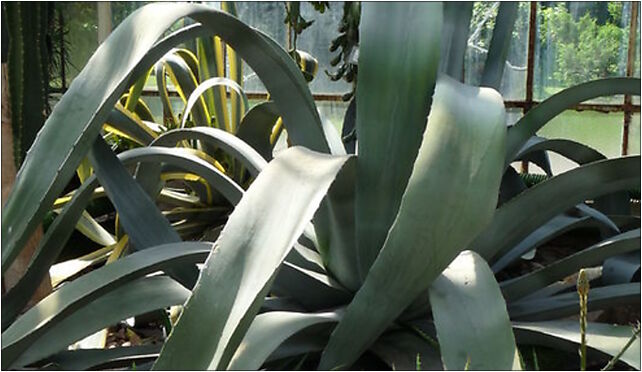 PL - Walbrzych - Palm House in Lubiechow - Kroton 013, Wrocławska 58-306 - Zdjęcia