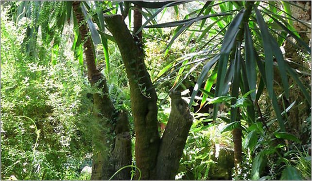 PL - Walbrzych - Palm House in Lubiechow - Kroton 022, Wrocławska 58-306 - Zdjęcia