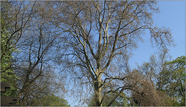 Platanus × hispanica, Aleje Ujazdowskie, Warszawa 00-460 - Zdjęcia