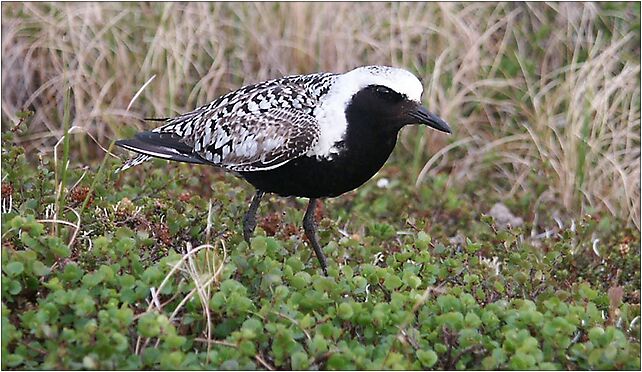 Pluvialis squatarola1, Grodkowska 11, Otmuchów 48-385 - Zdjęcia