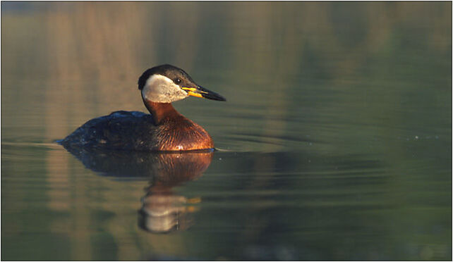 Podiceps griseigena 1 (Marek Szczepanek), Grodkowska 11, Otmuchów 48-385 - Zdjęcia