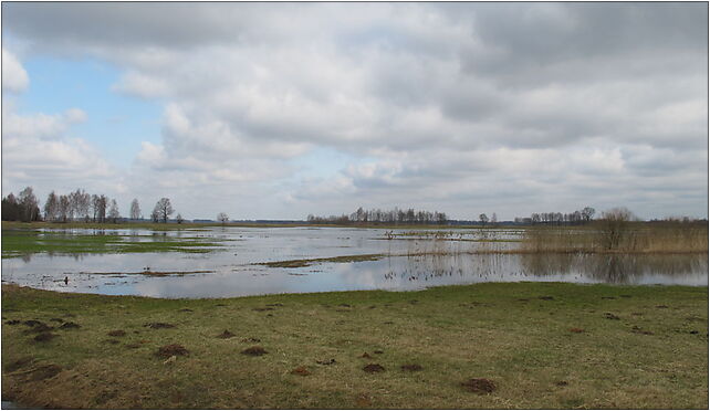 Podlaskie Tykocin - Siekierki-Góra - Narew floodplains - 2,0km - NE 16-080 - Zdjęcia