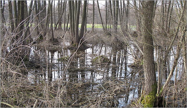 Podlaskie - Choroszcz - Rzędziany-Pańki Narew floodplains - 0,44km 16-070 - Zdjęcia