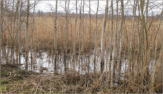 Podlaskie - Choroszcz - Rzędziany-Pańki Narew floodplains - 1,0km - SSW - Zdjęcia