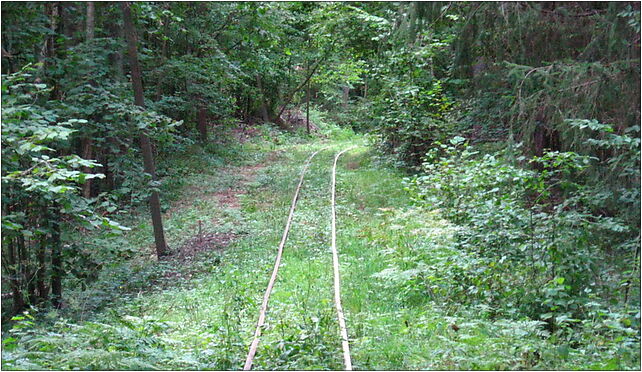 Podlaskie - Czarna Bialostocka - Knyszyn Forest - rt. Studzianki via Ozynnik - KFNGR xing - SE 16-020 - Zdjęcia