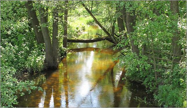 Podlaskie - Juchnowiec Kościelny - Kożany - Mieńka - v-S, Kożany 16-061 - Zdjęcia