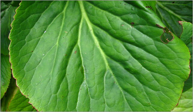 Podlaskie - Suprasl - Kopna Gora - Arboretum - Bergenia cordifolia - leaf 16-030 - Zdjęcia