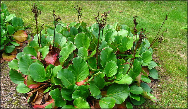 Podlaskie - Suprasl - Kopna Gora - Arboretum - Bergenia cordifolia - plant 16-030 - Zdjęcia