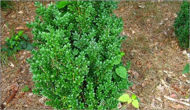 Podlaskie - Suprasl - Kopna Gora - Arboretum - Buxus - plant 16-030 - Zdjęcia