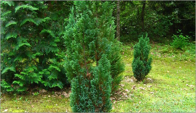 Podlaskie - Suprasl - Kopna Gora - Arboretum - Chamaecyparis lawsoniana 'Ellwoodii' - plant 16-030 - Zdjęcia