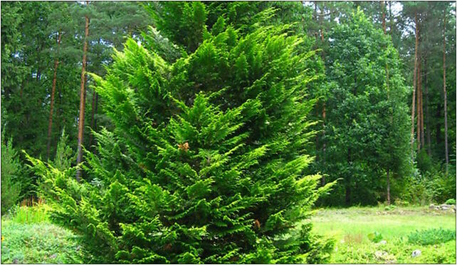 Podlaskie - Suprasl - Kopna Gora - Arboretum - Chamaecyparis lawsoniana 'Stewartii' 16-030 - Zdjęcia