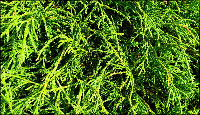 Podlaskie - Suprasl - Kopna Gora - Arboretum - Chamaecyparis pisifera 'Filifera Nana' - branch 16-030 - Zdjęcia