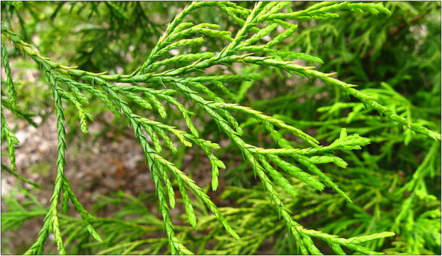 Podlaskie - Suprasl - Kopna Gora - Arboretum - Chamaecyparis pisifera - branch 16-030 - Zdjęcia
