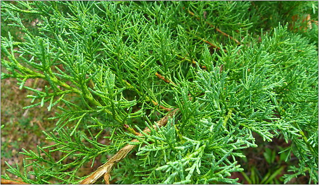 Podlaskie - Suprasl - Kopna Gora - Arboretum - Juniperus horizontalis 'Plumosa' - branch 16-030 - Zdjęcia