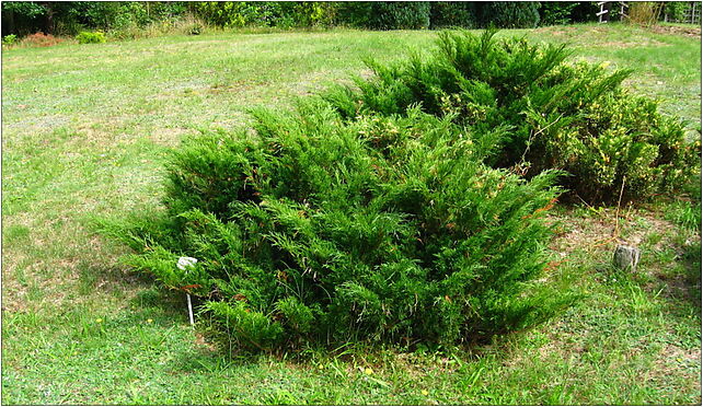 Podlaskie - Suprasl - Kopna Gora - Arboretum - Juniperus sabina 'Variegata' - plant 16-030 - Zdjęcia