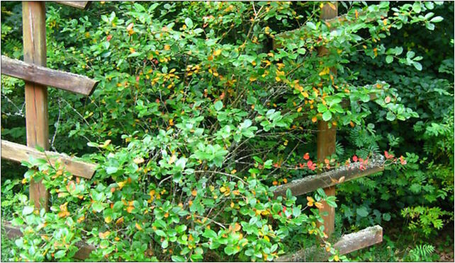 Podlaskie - Suprasl - Kopna Gora - Arboretum - Lonicera iberica 16-030 - Zdjęcia