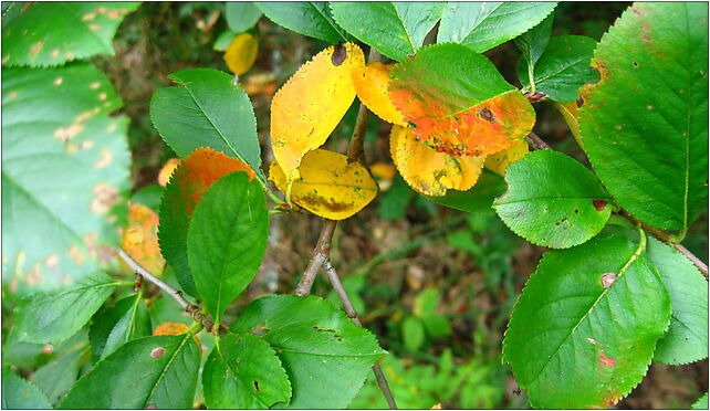 Podlaskie - Suprasl - Kopna Gora - Arboretum - Lonicera iberica - branch 16-030 - Zdjęcia