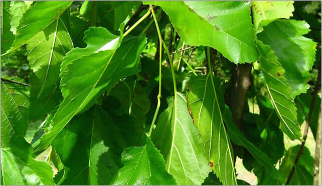 Podlaskie - Suprasl - Kopna Gora - Arboretum - Morus alba 'Pendula' - branch 16-030 - Zdjęcia