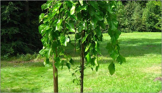Podlaskie - Suprasl - Kopna Gora - Arboretum - Morus alba 'Pendula' - plant 16-030 - Zdjęcia