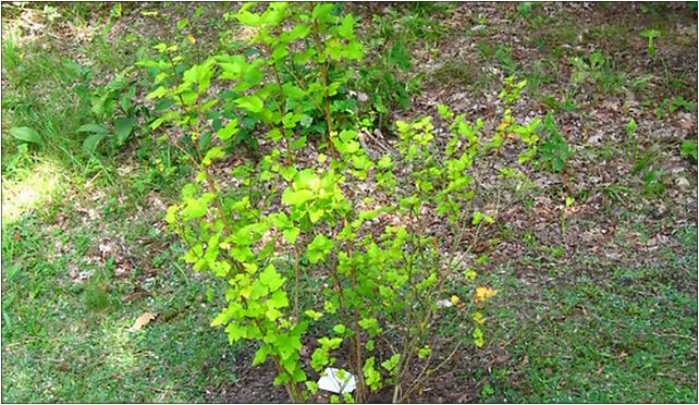 Podlaskie - Suprasl - Kopna Gora - Arboretum - Physocarpus opulifolius 'Luteus' - plant 16-030 - Zdjęcia