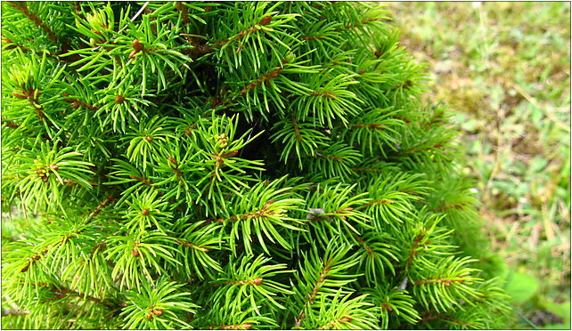 Podlaskie - Suprasl - Kopna Gora - Arboretum - Picea glauca 'Conica' - branch 16-030 - Zdjęcia