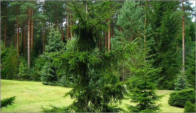 Podlaskie - Suprasl - Kopna Gora - Arboretum - Picea orientalis 'Atrovirens' - plant 16-030 - Zdjęcia