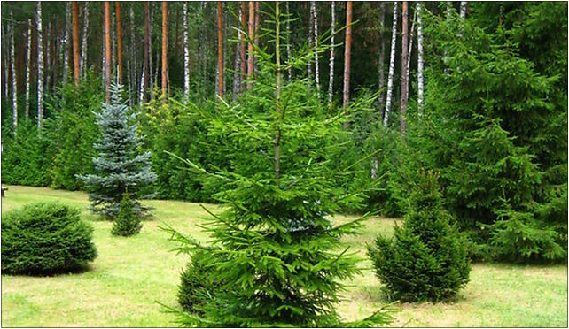 Podlaskie - Suprasl - Kopna Gora - Arboretum - Picea orientalis 'Aurea' - plant 16-030 - Zdjęcia