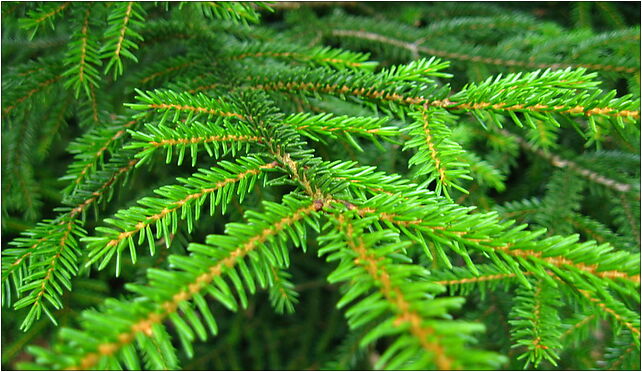 Podlaskie - Suprasl - Kopna Gora - Arboretum - Picea orientalis - branch 16-030 - Zdjęcia