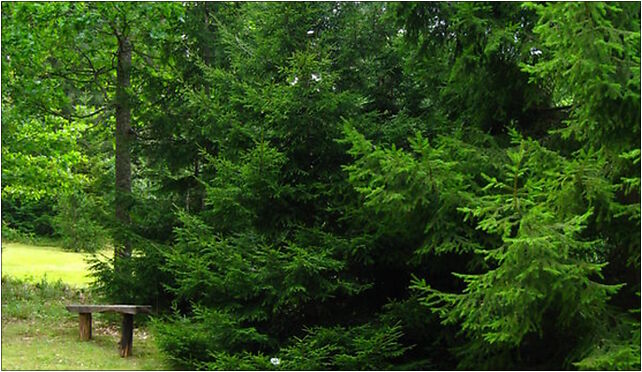 Podlaskie - Suprasl - Kopna Gora - Arboretum - Picea orientalis - plant 16-030 - Zdjęcia