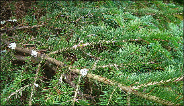 Podlaskie - Suprasl - Kopna Gora - Arboretum - Picea pungens - branch 16-030 - Zdjęcia