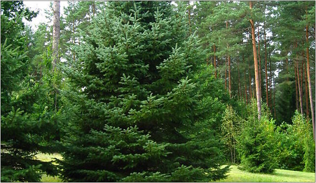 Podlaskie - Suprasl - Kopna Gora - Arboretum - Picea pungens - plant 16-030 - Zdjęcia