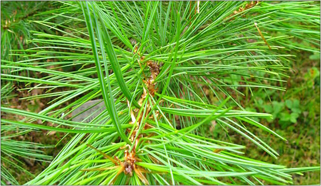 Podlaskie - Suprasl - Kopna Gora - Arboretum - Pinus sylvestris - branch 16-030 - Zdjęcia