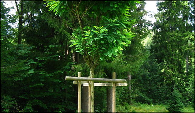 Podlaskie - Suprasl - Kopna Gora - Arboretum - Robinia pseudoacacia 'Umbraculifera' - plant 16-030 - Zdjęcia