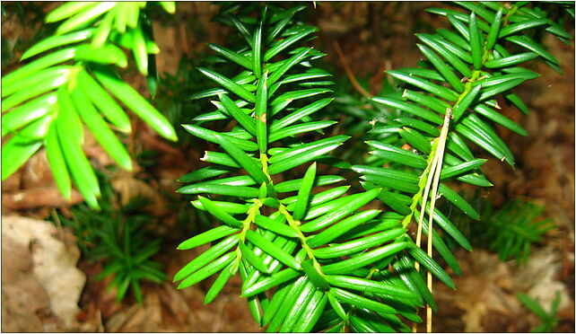 Podlaskie - Suprasl - Kopna Gora - Arboretum - Taxus × media 'nidiformis' - branch 16-030 - Zdjęcia